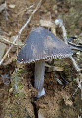 Fungi