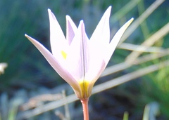 Tulipa patens