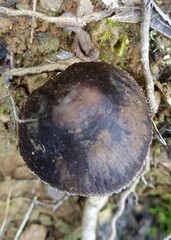Fungi