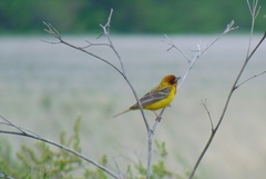 Emberiza bruniceps