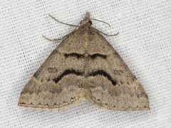 Dichromodes mesogonia