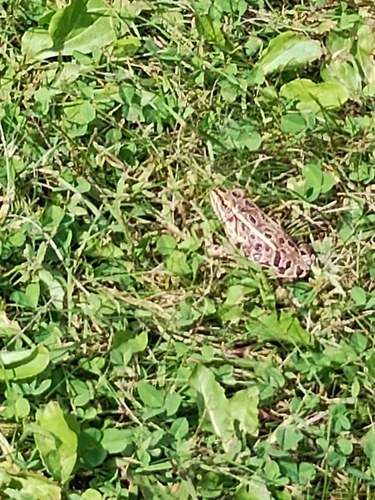 Leopard Frog