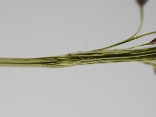Eragrostis pilosa, photograph 5