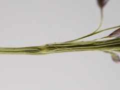 Eragrostis pilosa, photograph (c) Patrick Hacker, some rights reserved (CC BY)