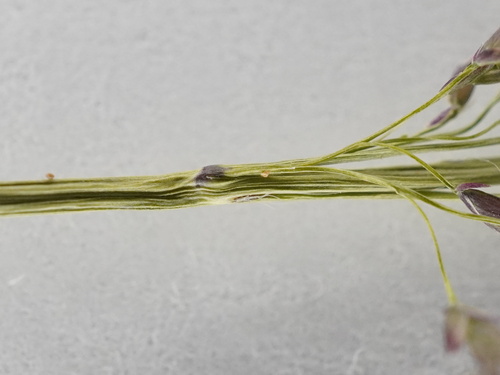 Eragrostis pilosa, photograph 6