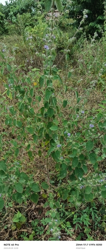 Wide Spikenard