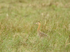 Rhynchotus rufescens