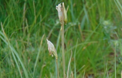 Tulipa patens
