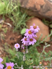 Athrixia phylicoides