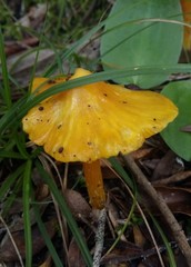 Fungi