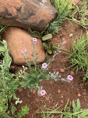 Athrixia phylicoides