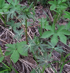 Aconitum fischeri