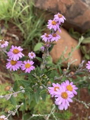 Athrixia phylicoides