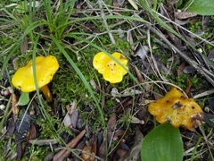 Fungi