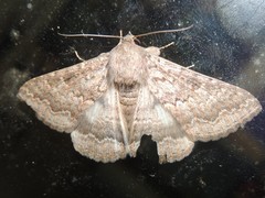 Eudesmeola lawsoni