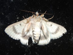 Eudesmeola lawsoni