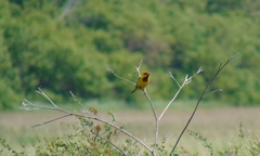 Emberiza bruniceps