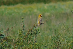 Emberiza bruniceps
