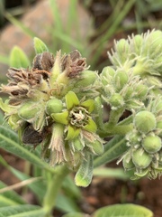 Raphionacme galpinii