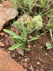 Raphionacme galpinii