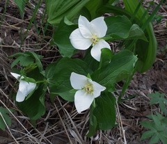Trillium camschatcense