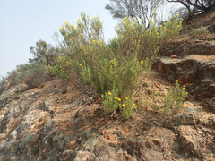 Oedera sedifolia