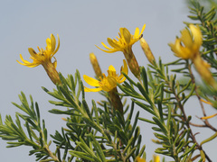 Oedera sedifolia