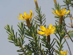 Oedera sedifolia