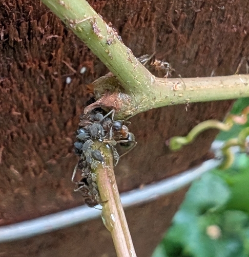 Central European Bicolored Ant photo 5
