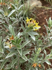 Lasiosiphon splendens