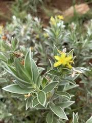 Lasiosiphon splendens