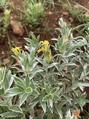 Lasiosiphon splendens