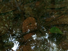 Hylomantis granulosa