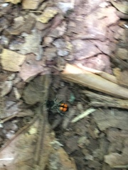 Traumatomutilla quadrinotata