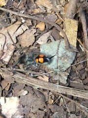 Traumatomutilla quadrinotata