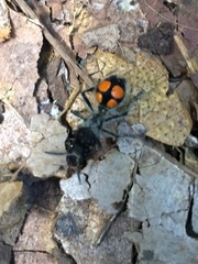 Traumatomutilla quadrinotata