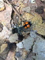 Traumatomutilla quadrinotata