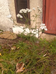 Achillea millefolium
