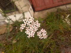 Achillea millefolium