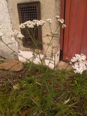 Achillea millefolium