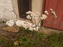 Achillea millefolium