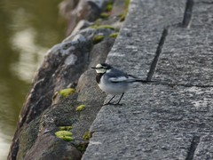 Motacilla alba lugens