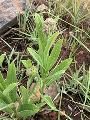 Raphionacme galpinii