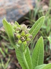 Raphionacme galpinii