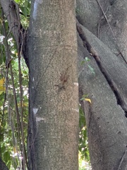 Anolis distichus
