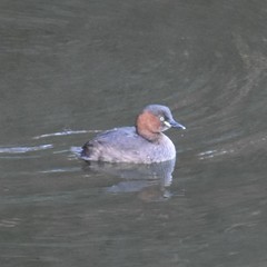 Tachybaptus ruficollis