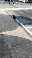 Corvus corone