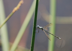 Lestes eurinus