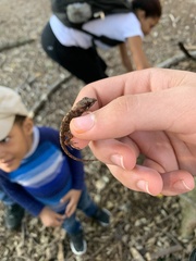 Anolis