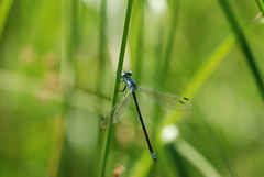 Lestes eurinus